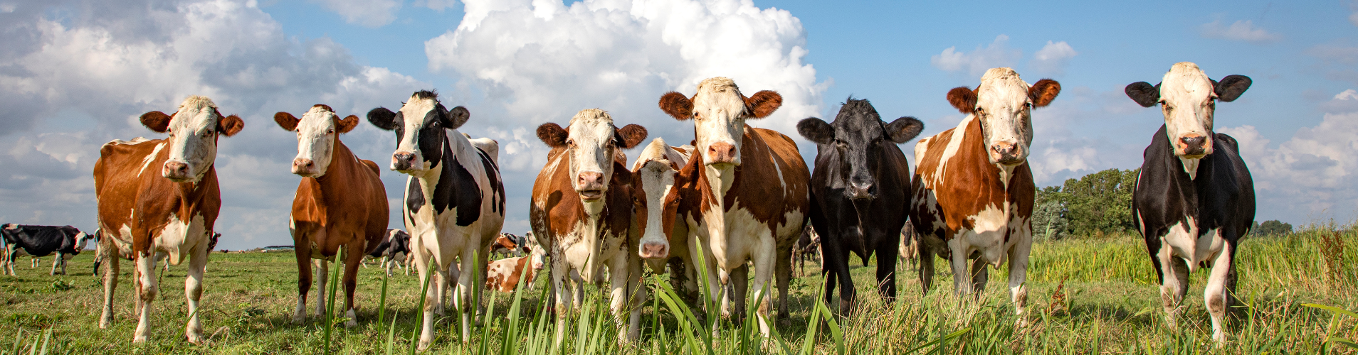 Cattle in a field.